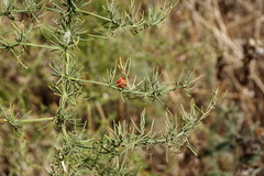 Asparagus verticillatus