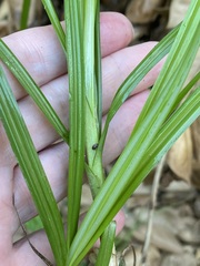 Cyperus rotundus