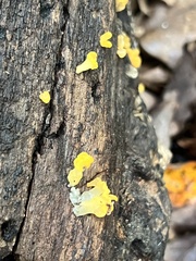 Dacrymyces spathularia