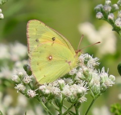 Colias eurytheme