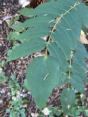 Berberis nervosa