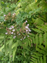 Origanum vulgare