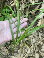 Cyperus rotundus