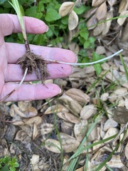 Cyperus rotundus