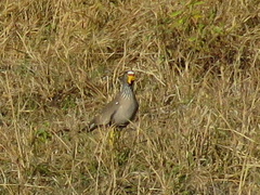 Vanellus senegallus lateralis