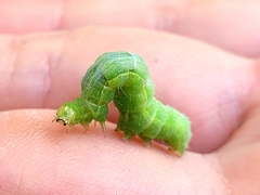 Plusiinae