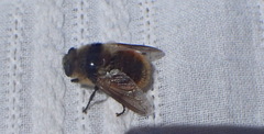 Cephenemyia stimulator