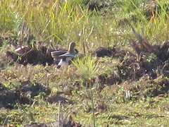 Vanellus senegallus lateralis
