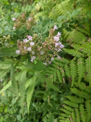 Origanum vulgare