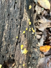 Dacrymyces spathularia