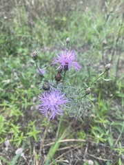 Centaurea