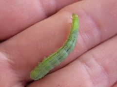 Plusiinae