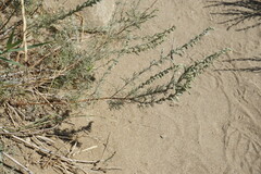 Artemisia marschalliana
