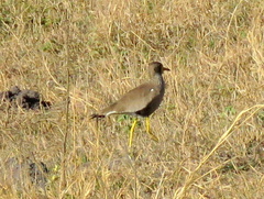 Vanellus senegallus lateralis