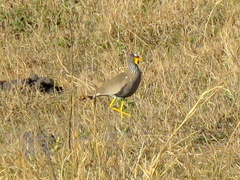 Vanellus senegallus lateralis