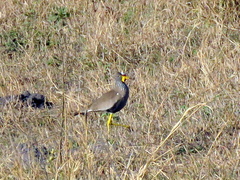 Vanellus senegallus lateralis