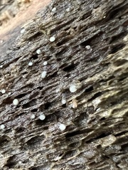 Helicogloea compressa