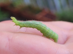 Plusiinae