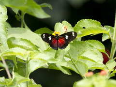 Heliconius doris
