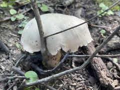 Laccaria ochropurpurea