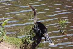 Anhinga anhinga