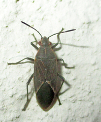 Boisea fulcrata