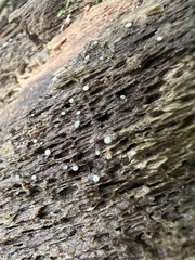 Helicogloea compressa