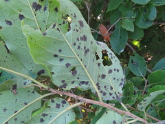Pseudocercospora kaki