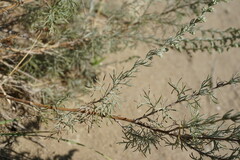 Artemisia marschalliana