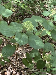 Hydrangea arborescens