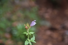 Cedronella canariensis