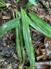 Carex glaucodea