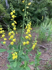 Crotalaria spectabilis