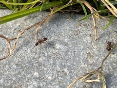 Camponotus americanus