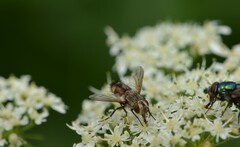 Tachinidae