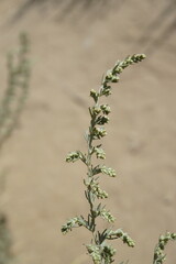 Artemisia marschalliana