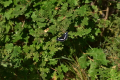 Limenitis reducta