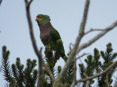 Amazona vinacea