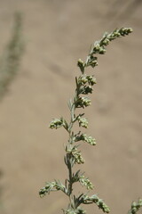 Artemisia marschalliana