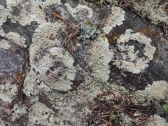 Parmelioideae