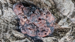 Fistulina hepatica