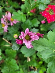 Chrysanthemum morifolium