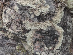 Parmelioideae