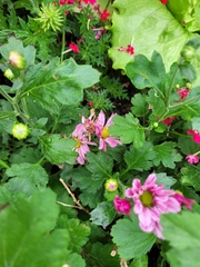 Chrysanthemum morifolium