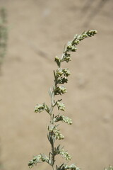 Artemisia marschalliana