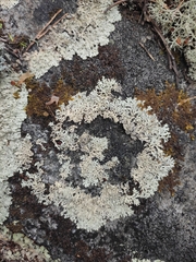 Parmelioideae