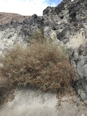 Launaea arborescens