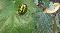 Calligrapha pantherina