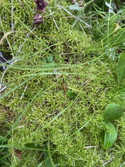 Sphagnum girgensohnii