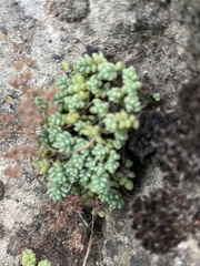 Sedum dasyphyllum